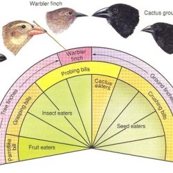 Galapagos finch evolution answer key