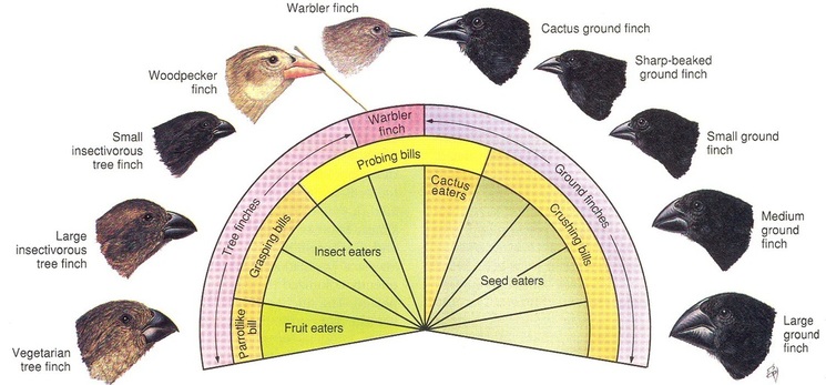 Galapagos finch evolution answer key