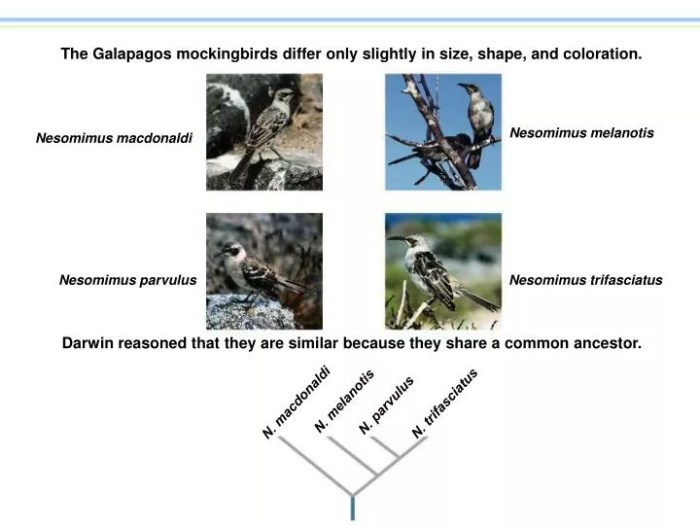 Galapagos finch evolution answer key