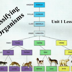 Classify 1 and 2 using all relationships that apply