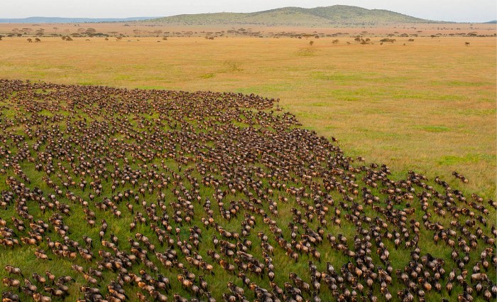 Zoo genetics key aspects of conservation biology