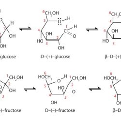 Epimers ribose