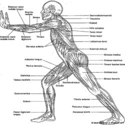 Anatomy and physiology coloring workbook chapter 5 answer key